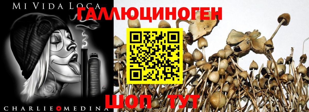 Псилоцибиновые грибы Magic Shrooms  Вход с VPN  Георгиевск  Галлюциногенные грибы Psilocybe 